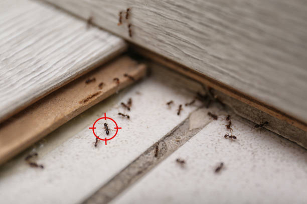 Best Cockroach Control Services  in South San Francisco, CA