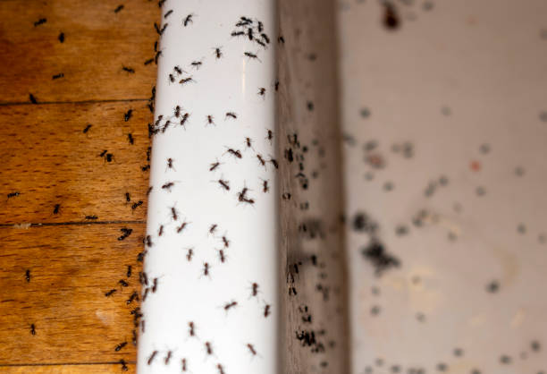Best Bed Bug Extermination  in South San Francisco, CA
