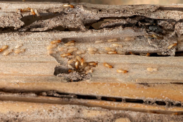 Best Exterminator Services  in South San Francisco, CA